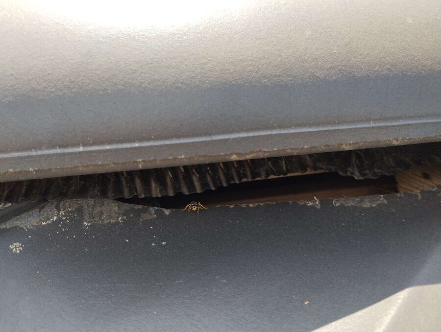 Bienen umsiedeln &  Bienennest entfernen 