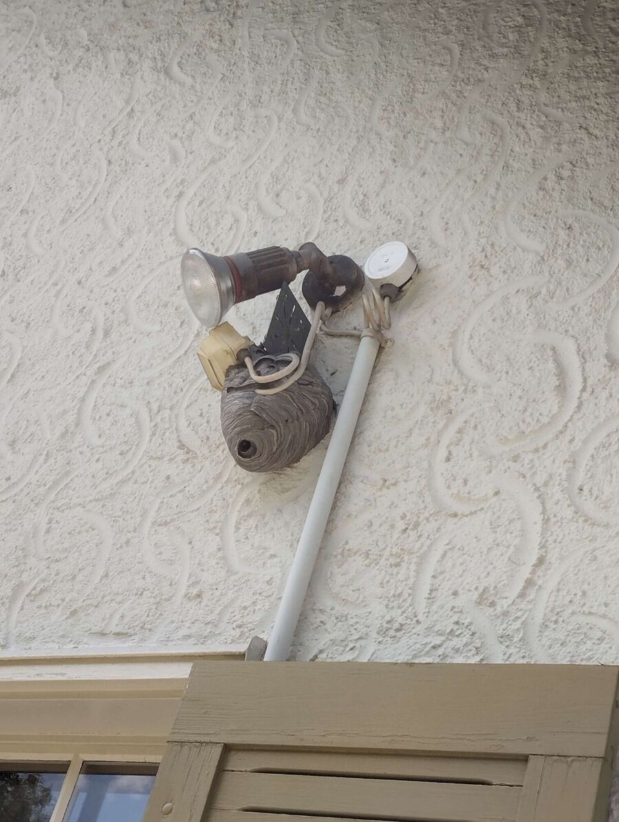  Bienennest entfernen