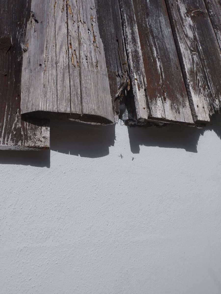  Bienennest entfernen