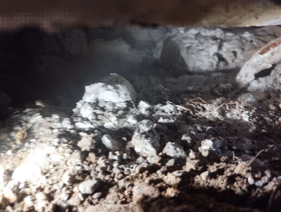 Bienen umsiedeln &  Bienennest entfernen 