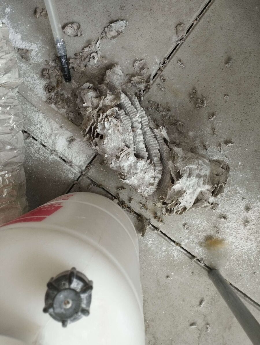 Bienennest entfernen.jpeg