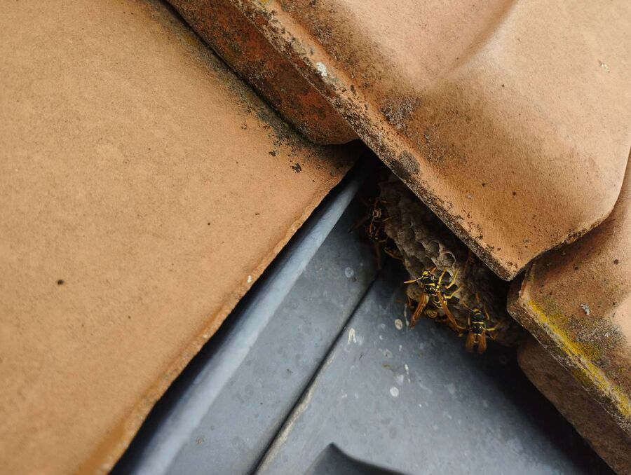  Bienennest entfernen