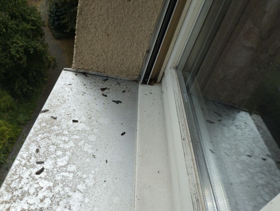  Bienennest entfernen.jpeg