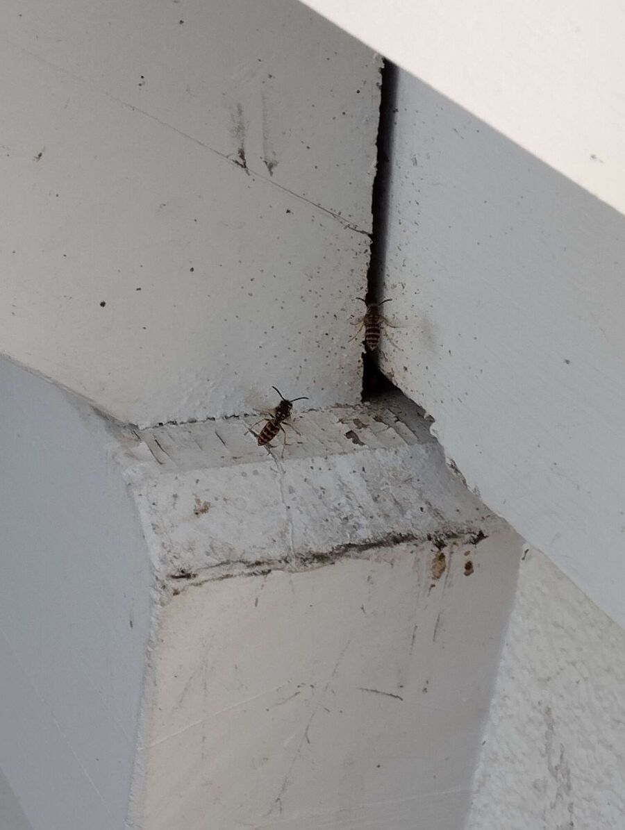  Bienennest entfernen