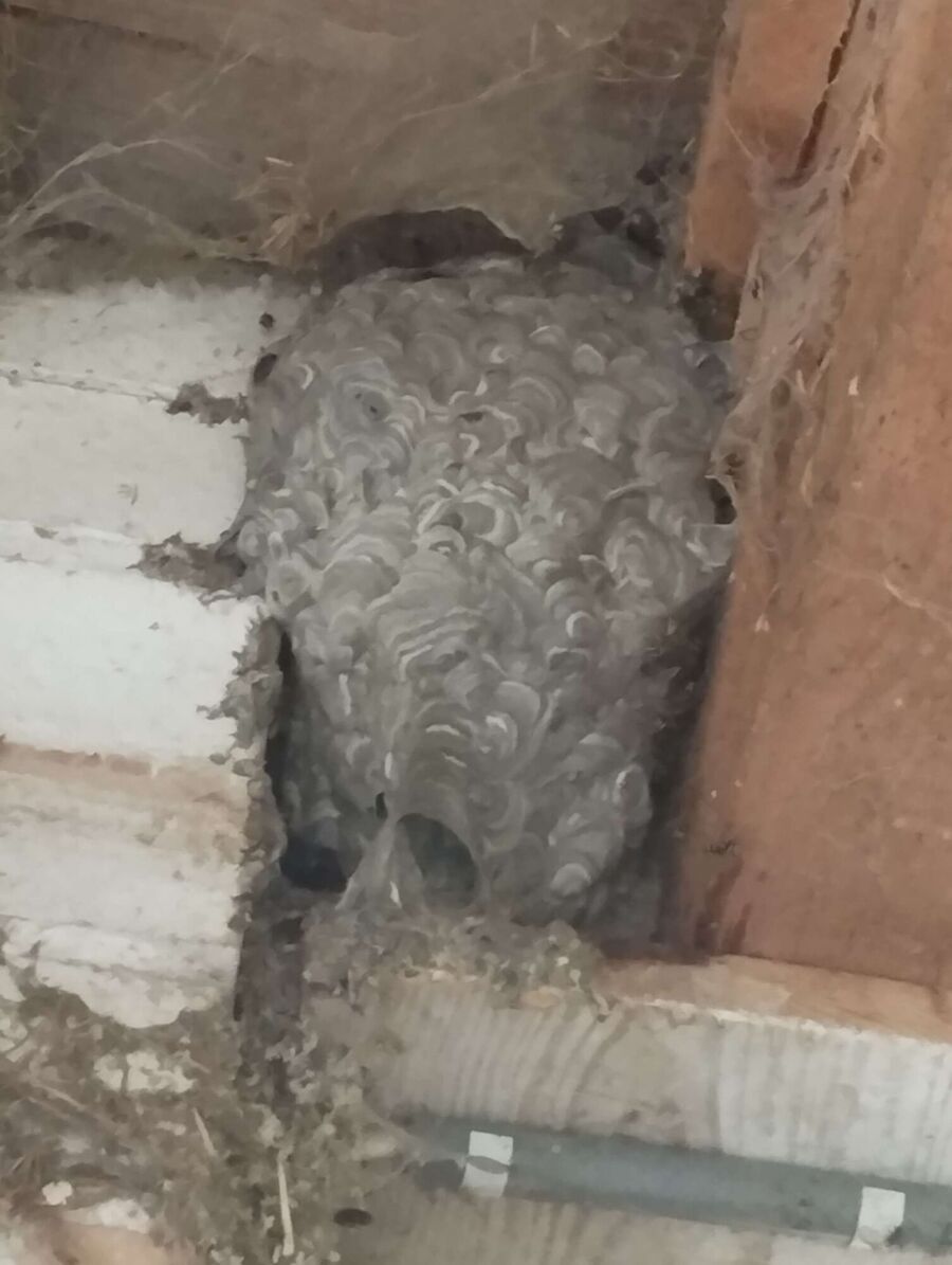  Bienennest entfernen