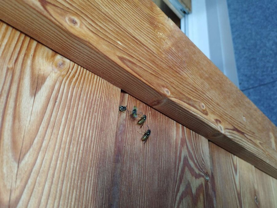  Bienennest entfernen