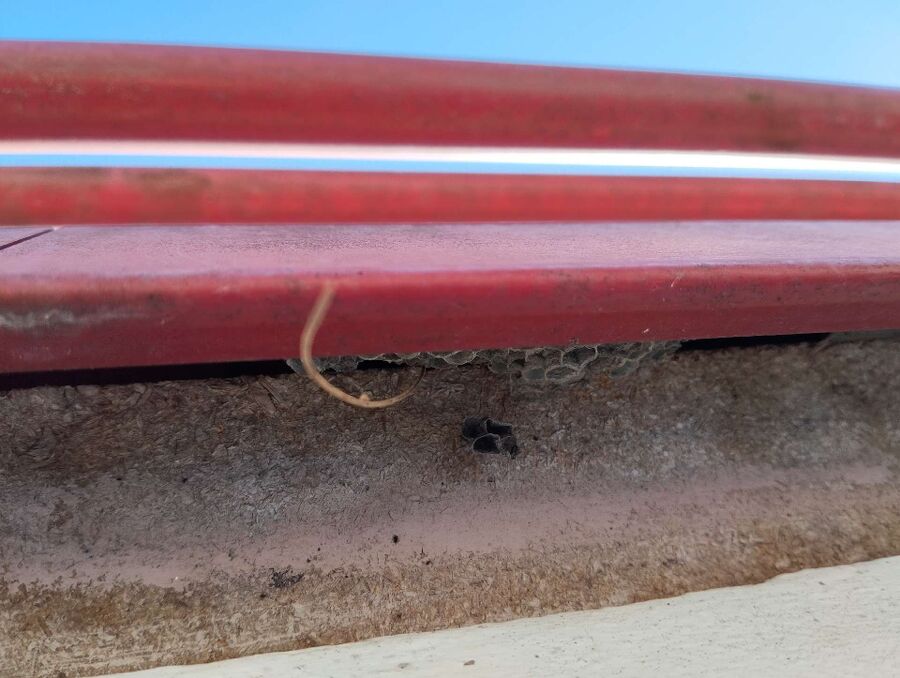  Bienennest entfernen.jpeg