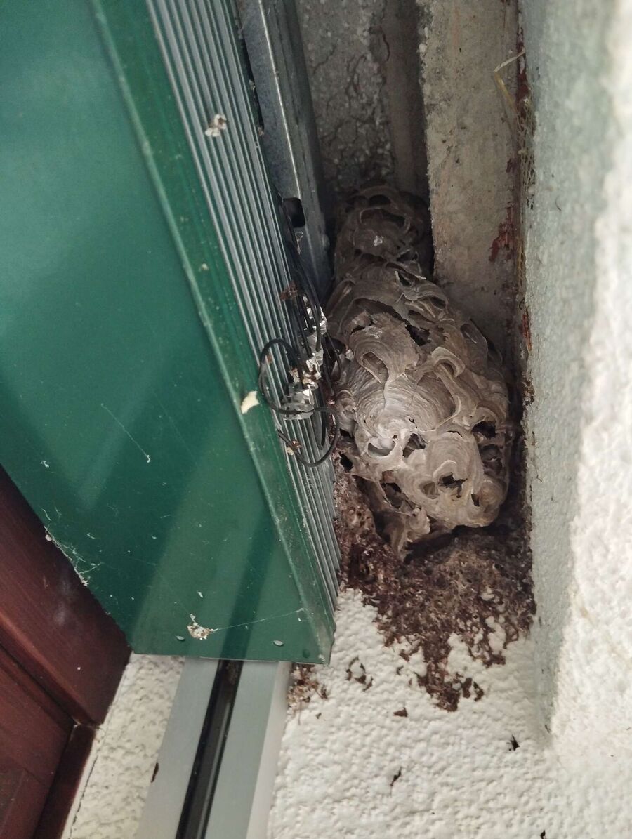  Bienennest entfernen.jpeg