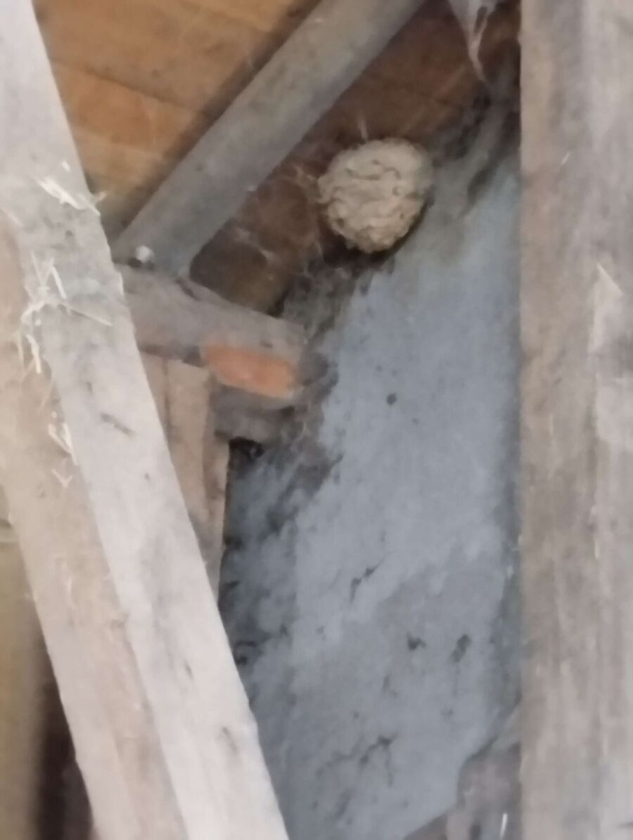 Bienen umsiedeln &  Bienennest entfernen 