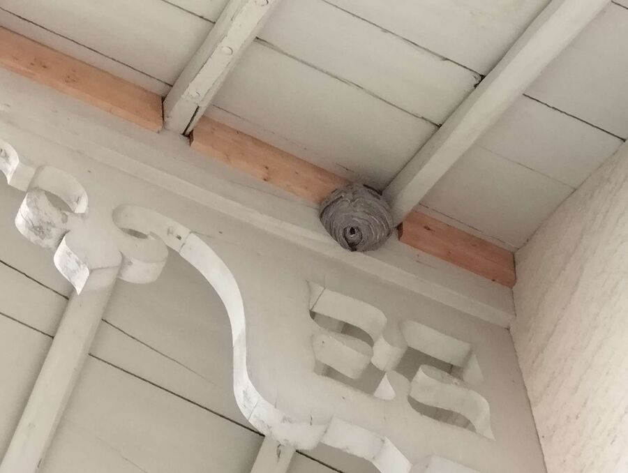 Bienen umsiedeln &  Bienennest entfernen 