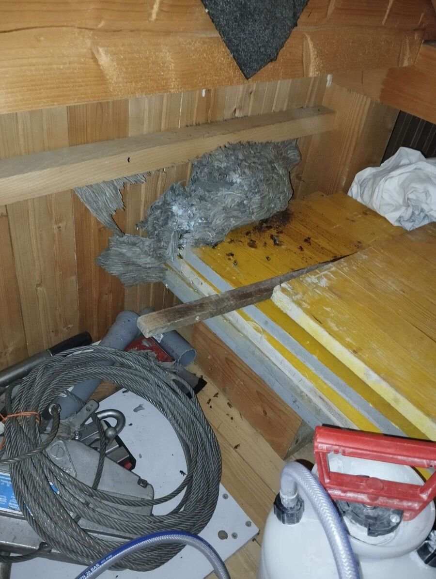 Bienen umsiedeln &  Bienennest entfernen 