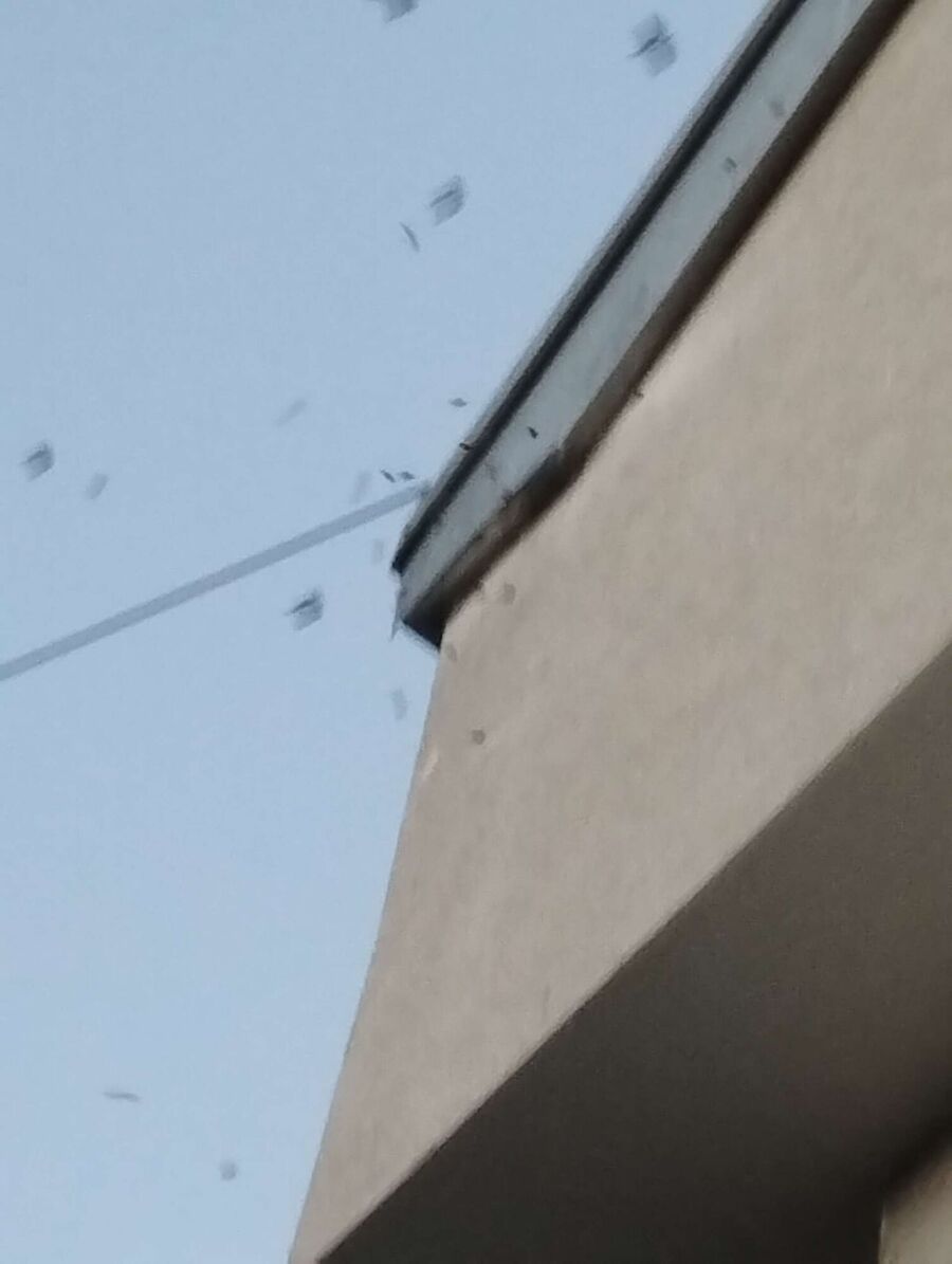  Bienennest entfernen.jpeg