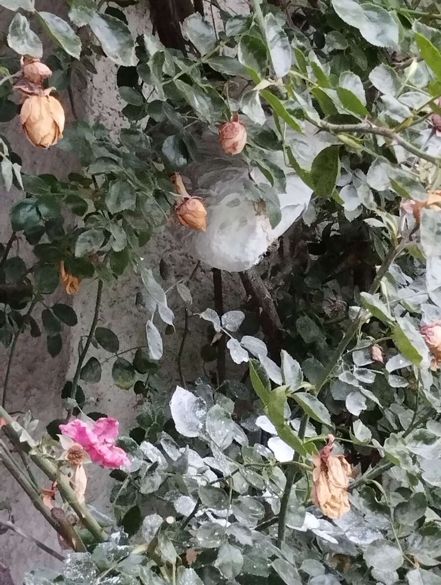  Bienennest entfernen