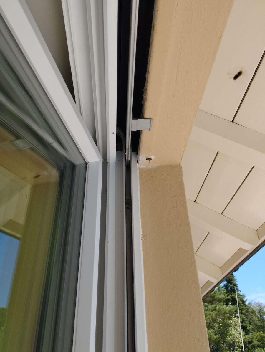  Bienennest entfernen.jpeg