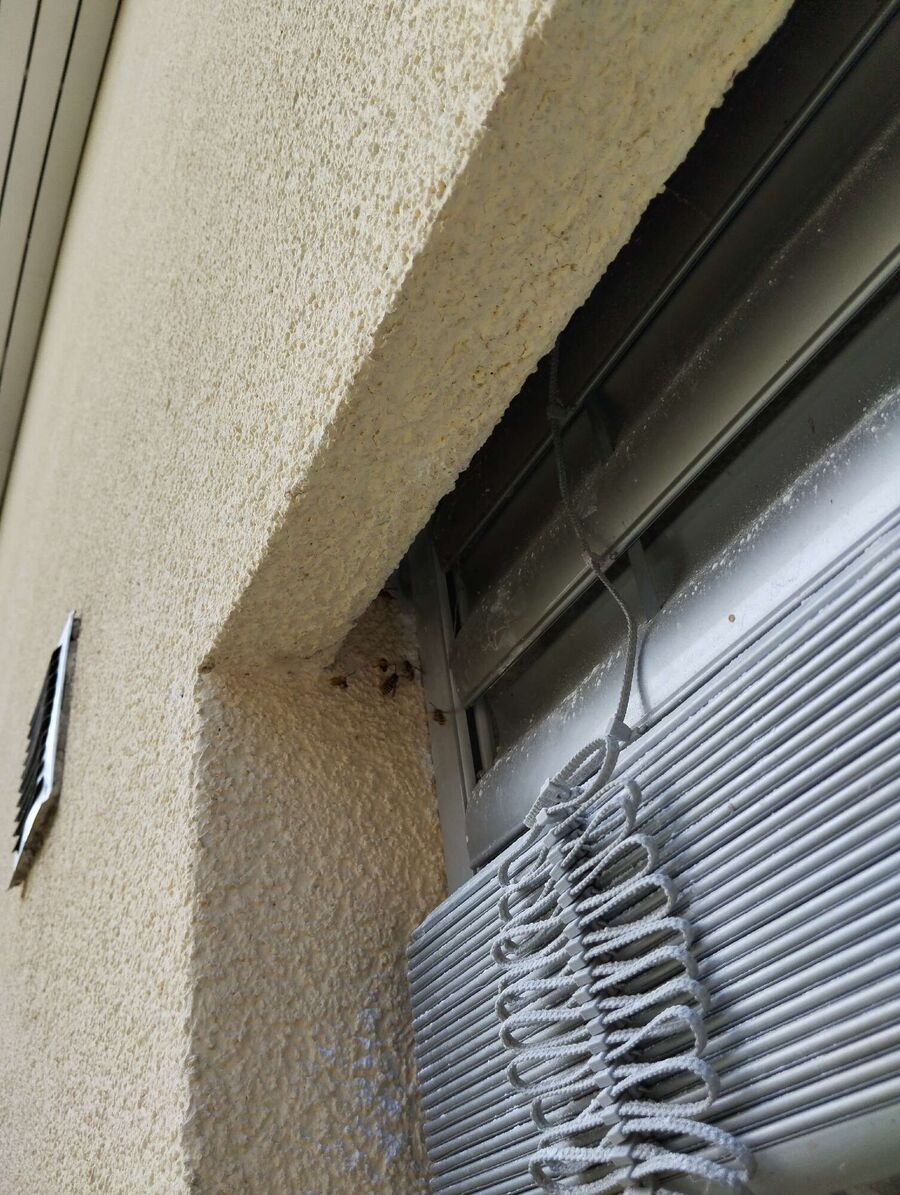  Bienennest entfernen.jpeg