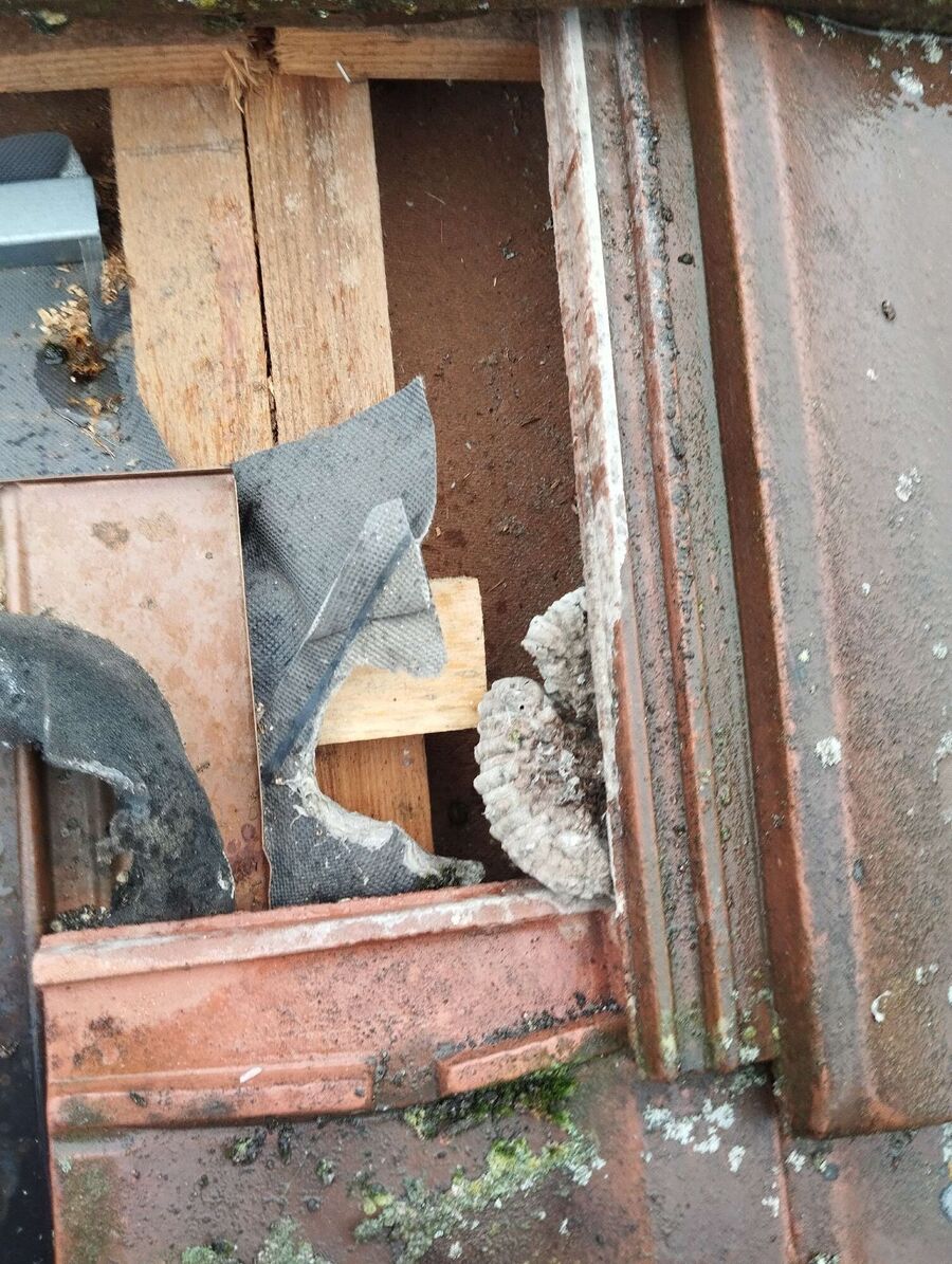 Bienen umsiedeln &  Bienennest entfernen 