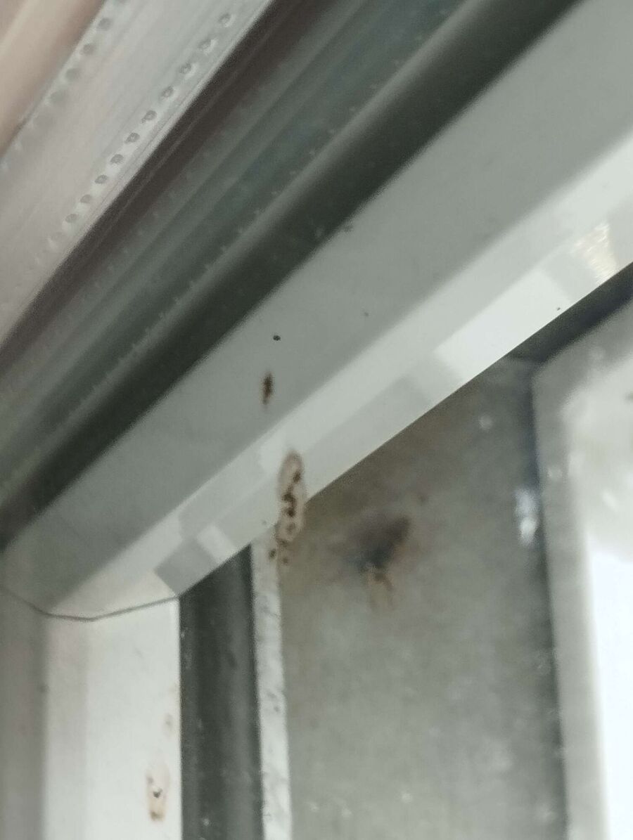  Bienennest entfernen.jpeg