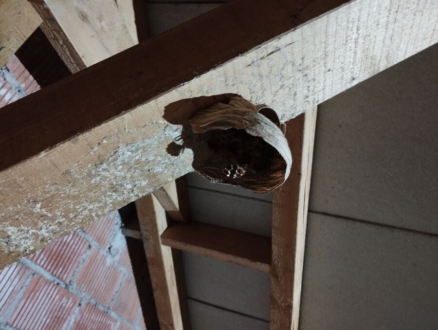  Bienennest entfernen.jpeg