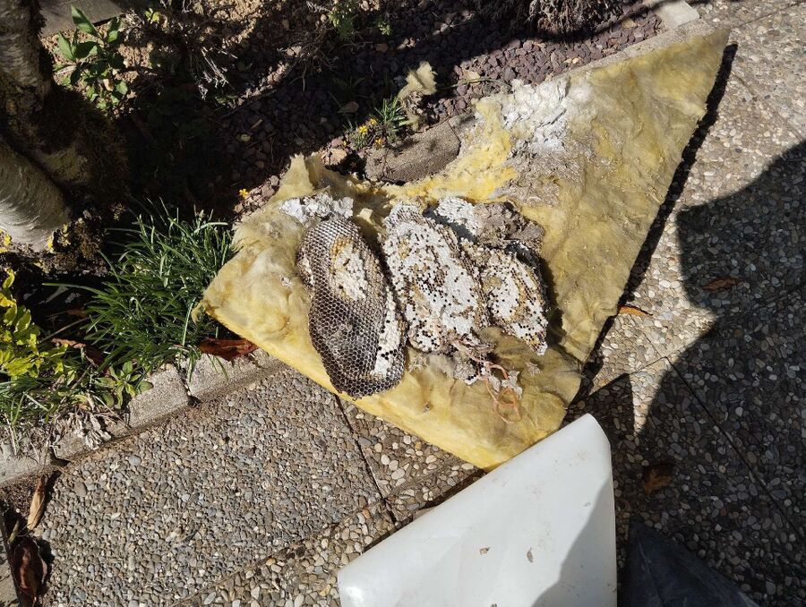 Bienen umsiedeln &  Bienennest entfernen 