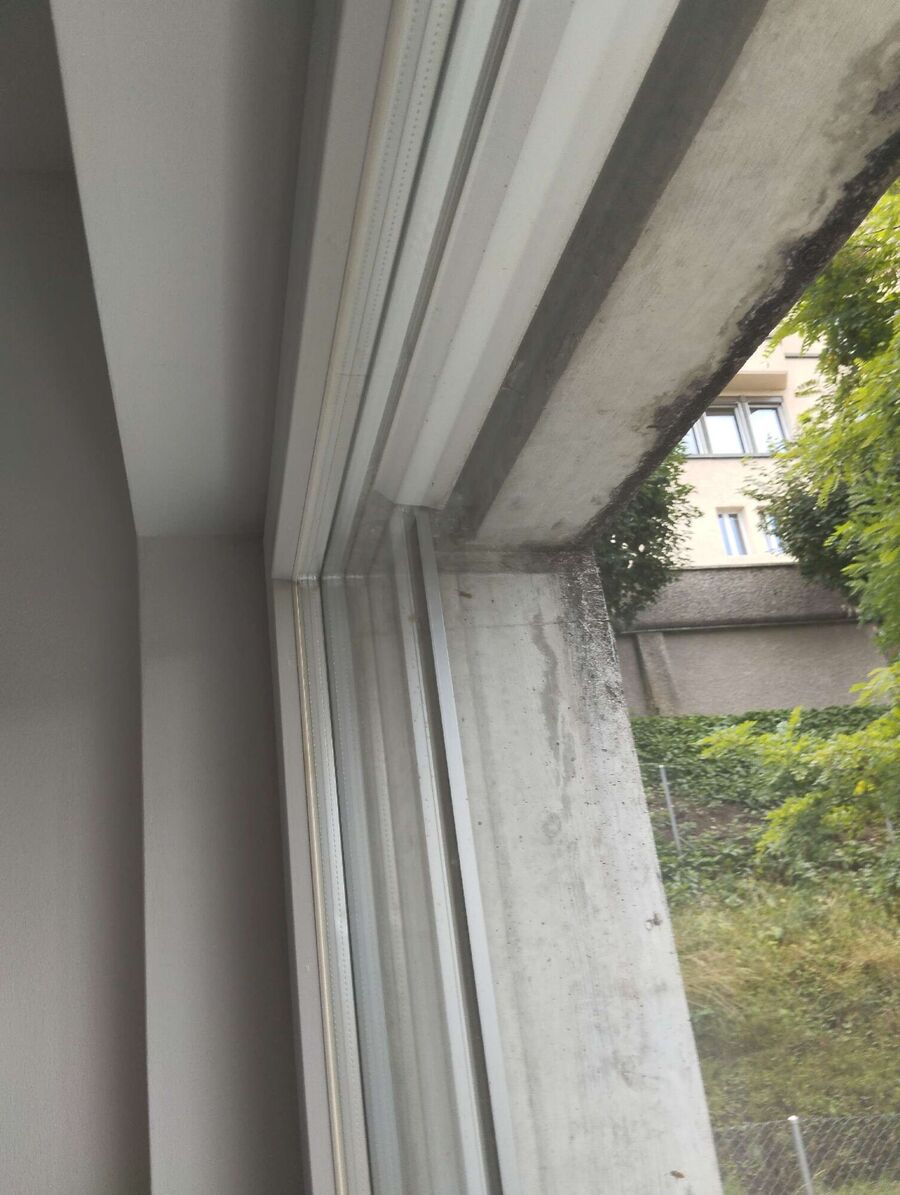  Bienennest entfernen.jpeg