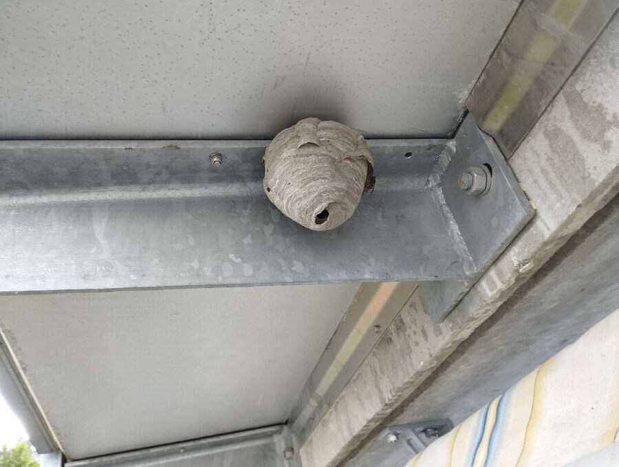  Bienennest entfernen.jpeg