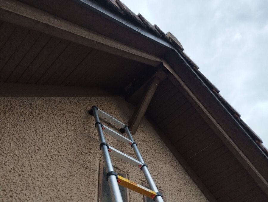  Bienennest entfernen.jpeg