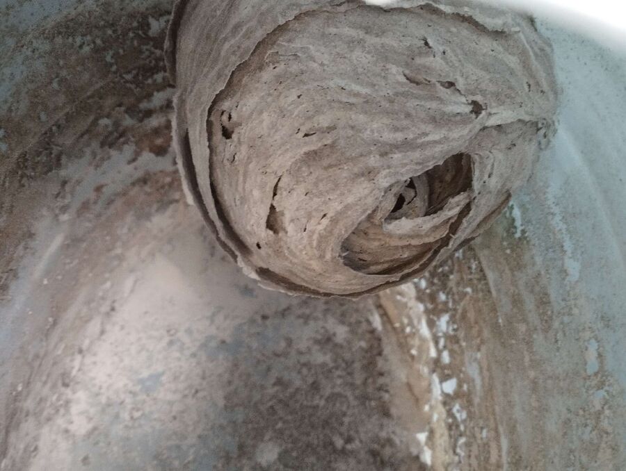 Bienen umsiedeln &  Bienennest entfernen 