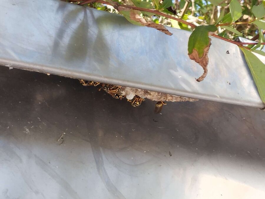  Bienennest entfernen