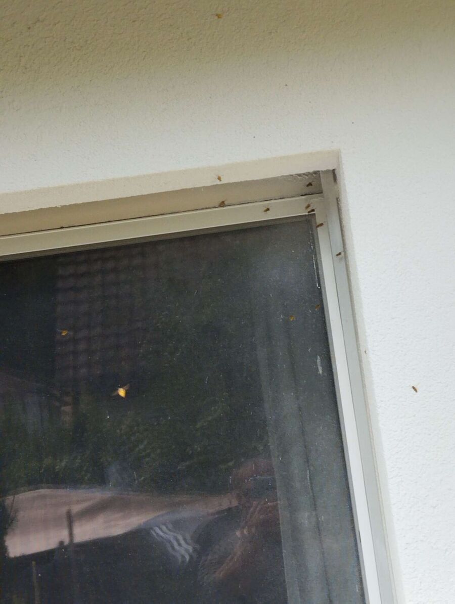  Bienennest entfernen