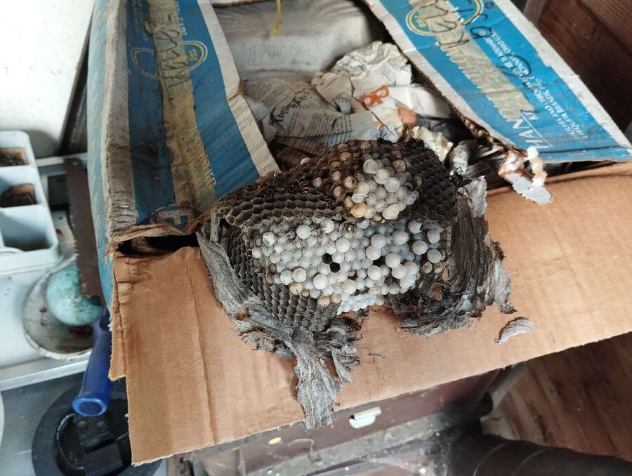  Bienennest entfernen.jpeg
