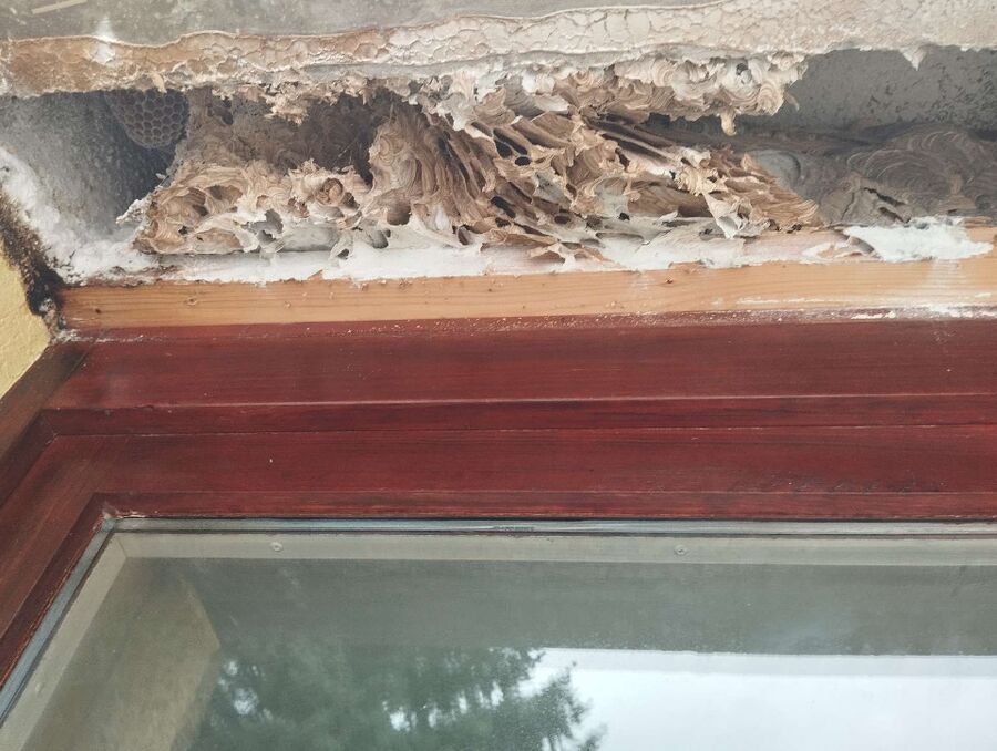 bienennest-am-haus-entfernen.jpg