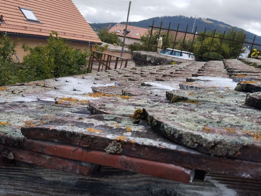 Bienen umsiedeln &  Bienennest entfernen 