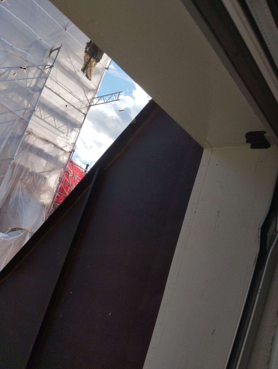 Bienen umsiedeln &  Bienennest entfernen 