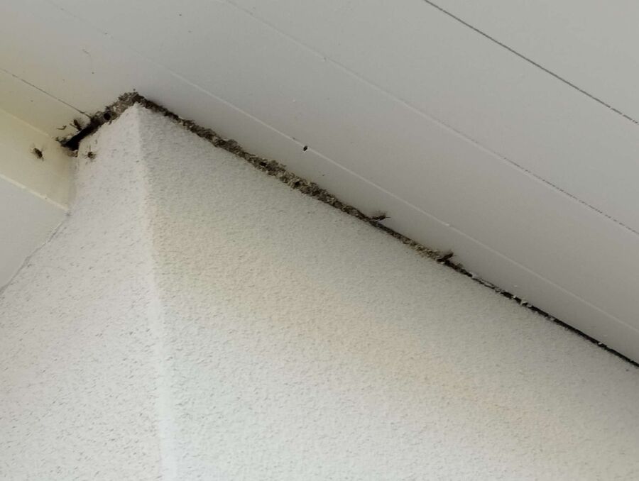  Bienennest entfernen.jpeg