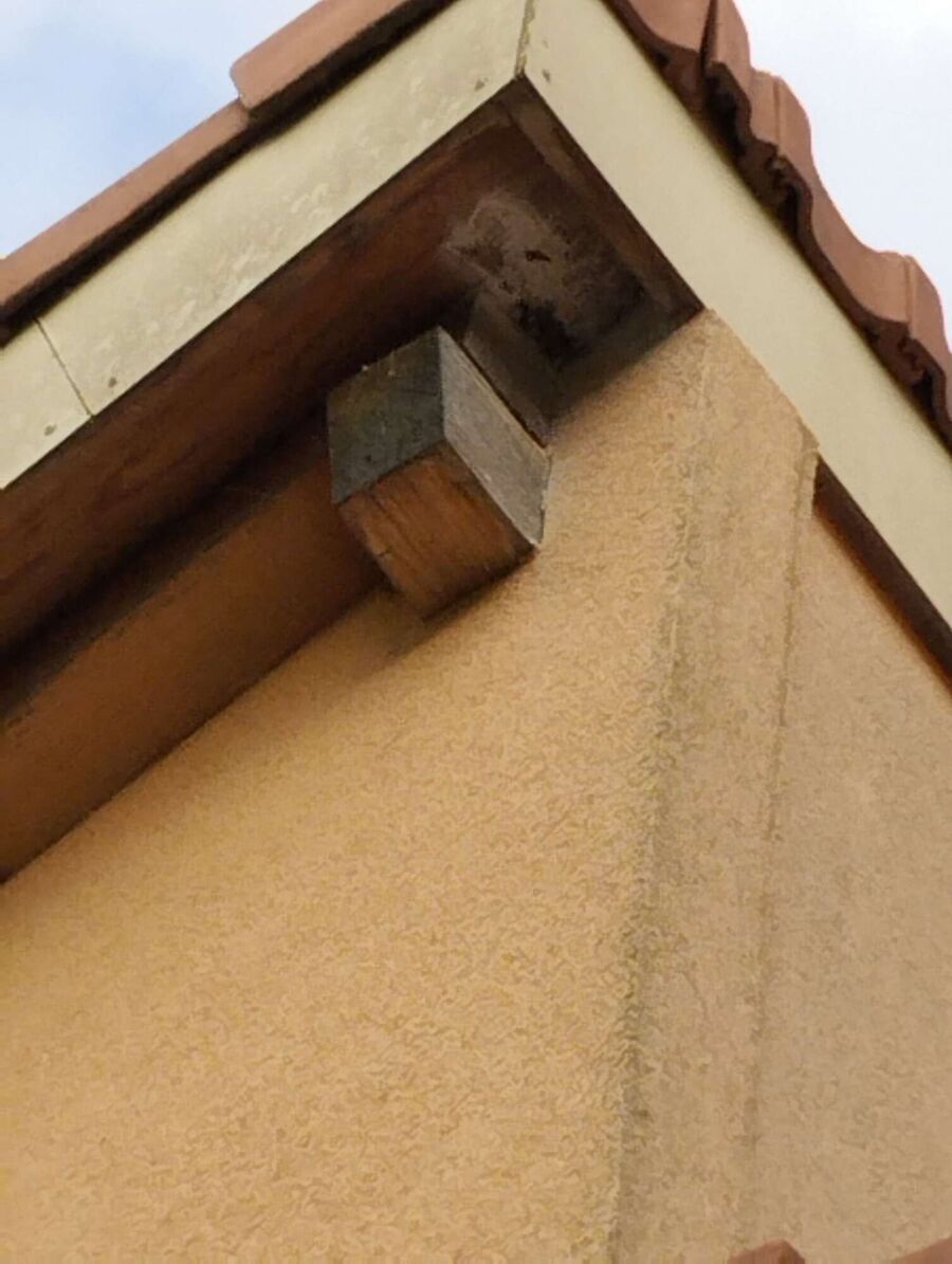  Bienennest entfernen.jpeg