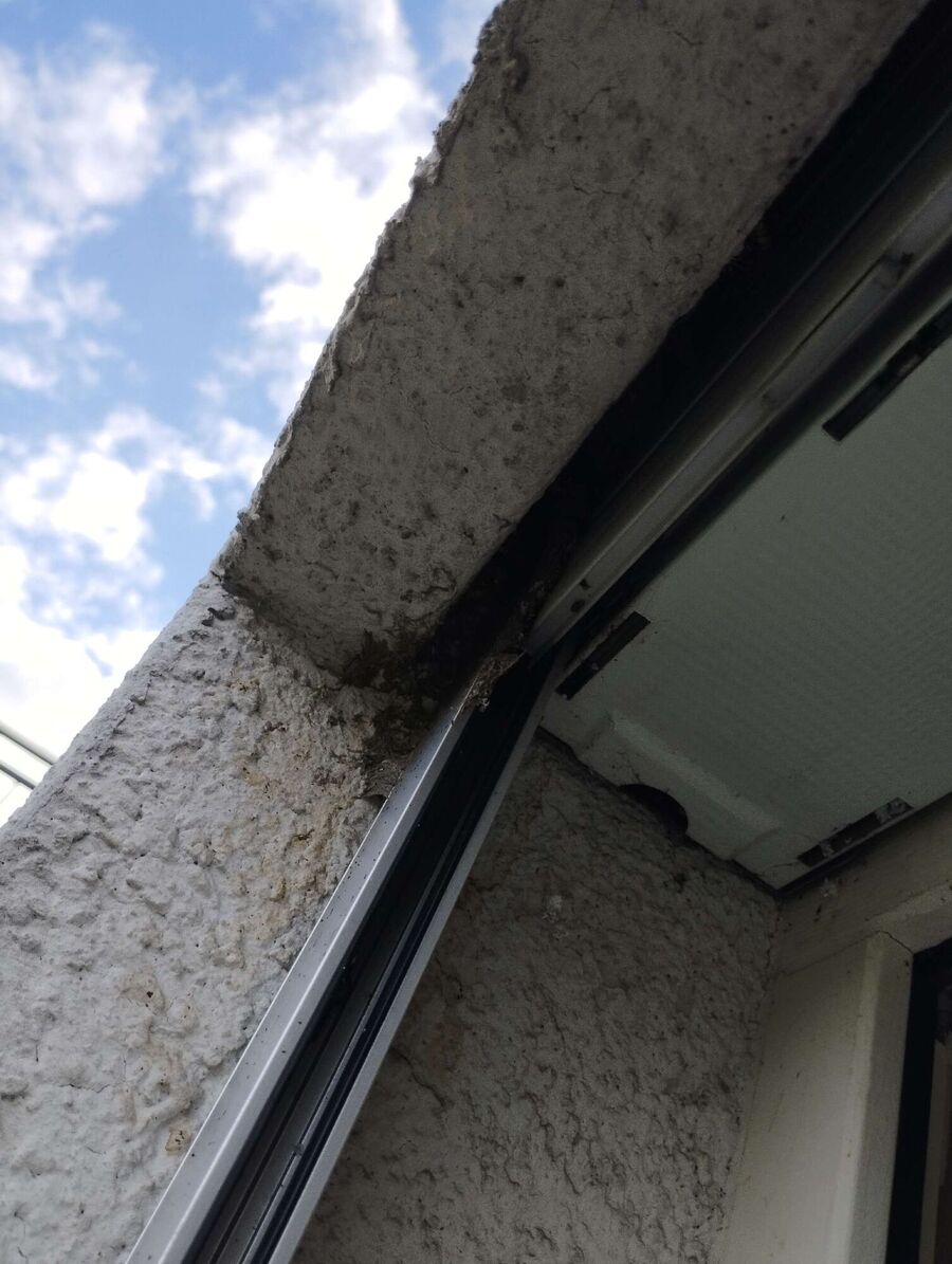 Bienen umsiedeln &  Bienennest entfernen 