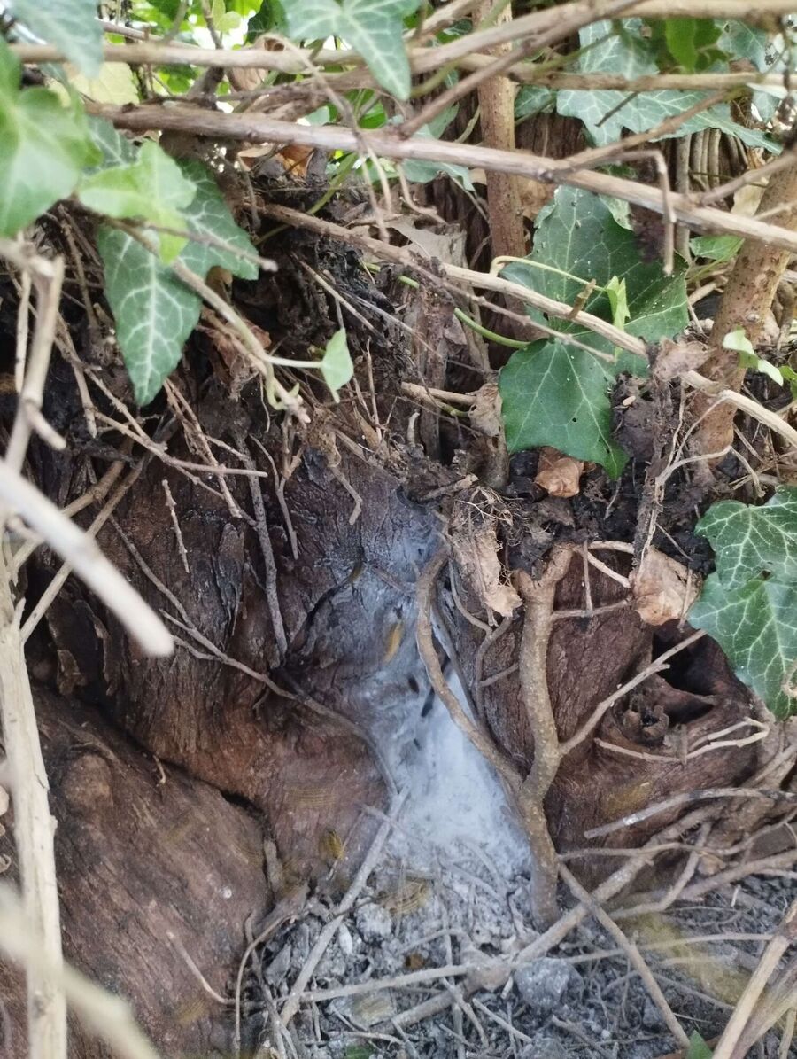  Bienennest entfernen.jpeg