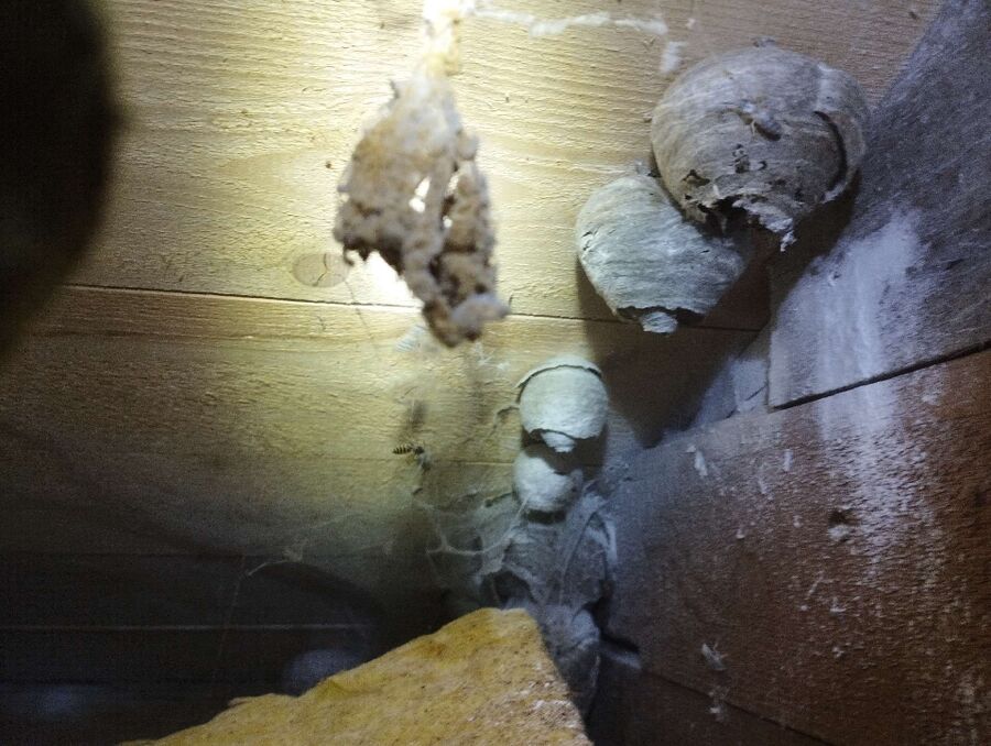  Bienennest entfernen