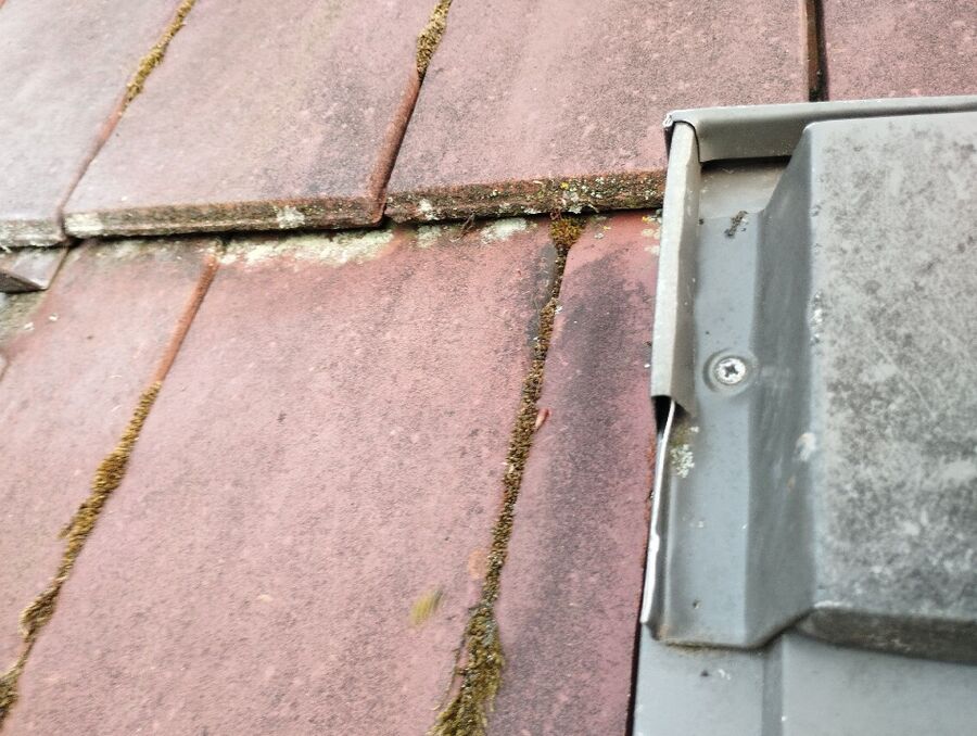  Bienennest entfernen.jpeg