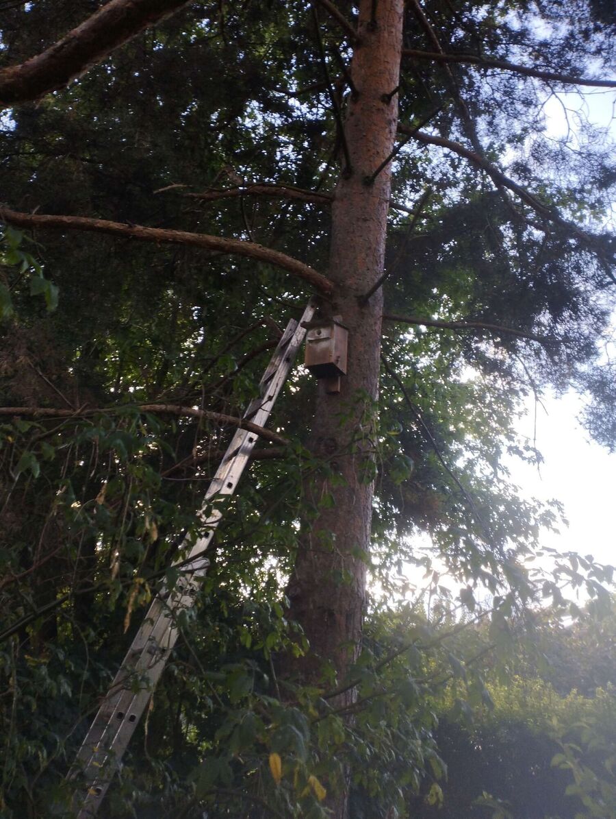  Bienennest entfernen