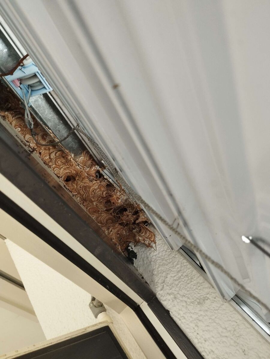  Bienennest entfernen