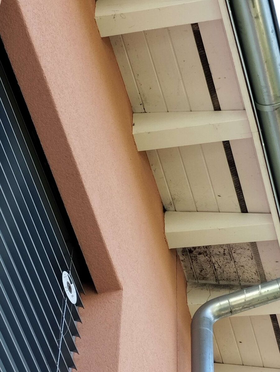 Bienen umsiedeln &  Bienennest entfernen 