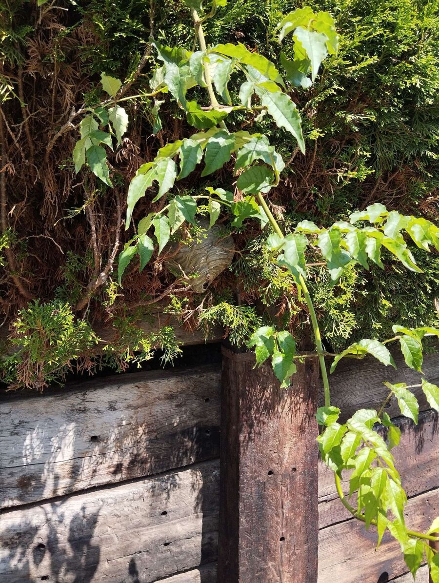 Bienen umsiedeln &  Bienennest entfernen 