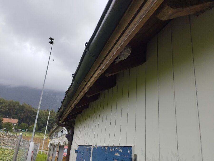  Bienennest entfernen