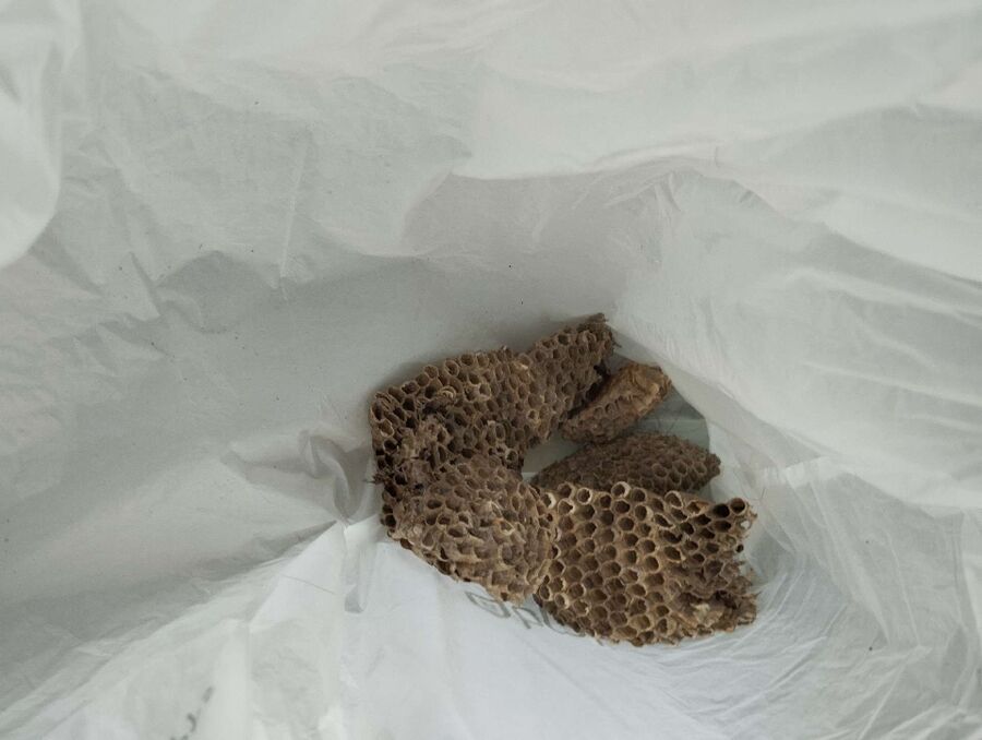 bienennest-am-haus-entfernen.jpg