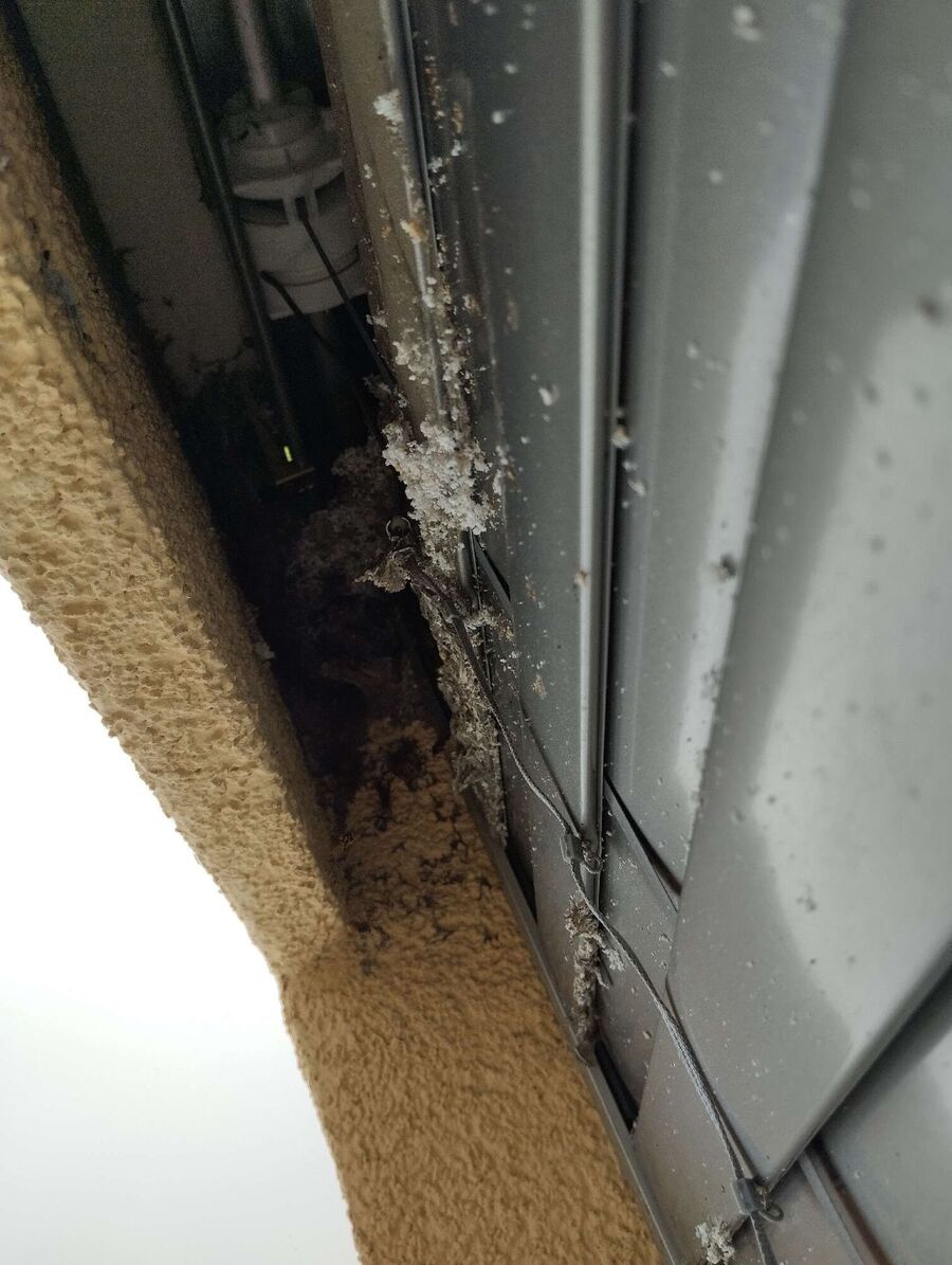  Bienennest entfernen