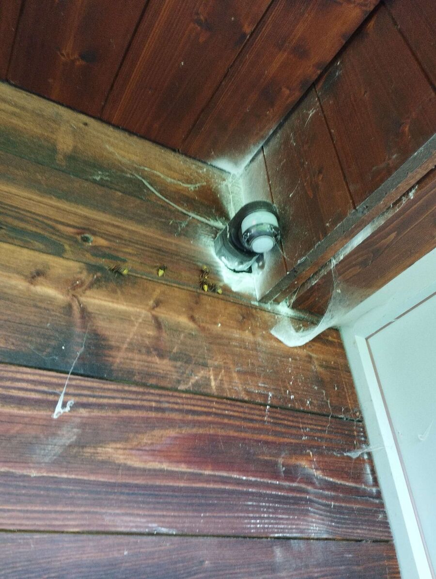 Bienen umsiedeln &  Bienennest entfernen 