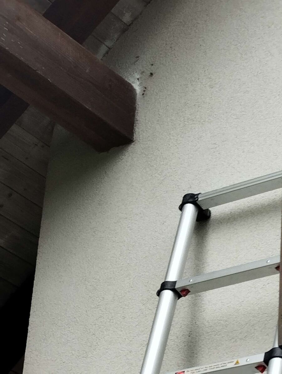  Bienennest entfernen