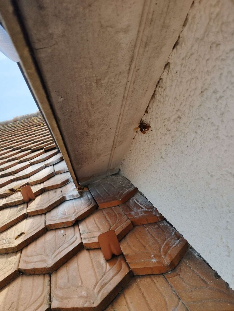  Bienennest entfernen