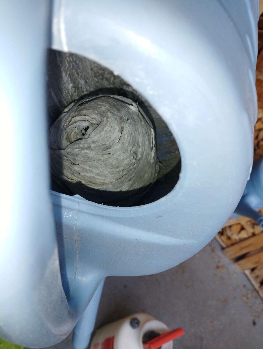  Bienennest entfernen